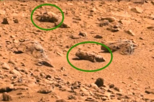 На фотографиях поверхности Марса обнаружили насекомых
