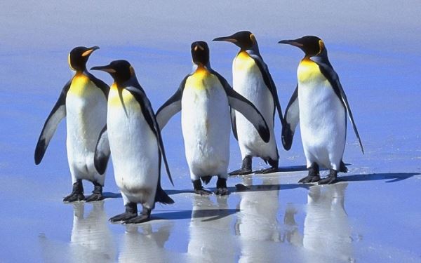Ученые в недоумении: королевские пингвины обнаружились в Африке