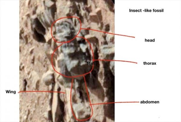 На фотографиях поверхности Марса обнаружили насекомых